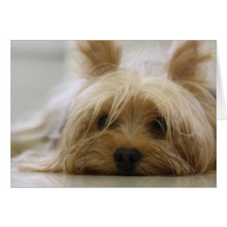 Cartão Cute Yorkie