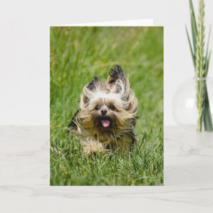 Cartão Cute Yorkshire Terrier passando por Grass