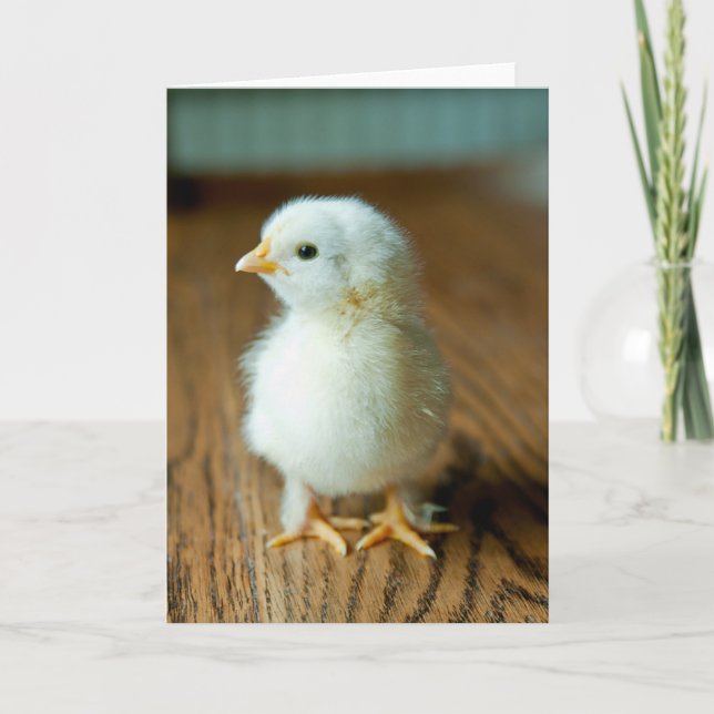 Cartão Cutest Baby Animals | Baby Chick (Frente)