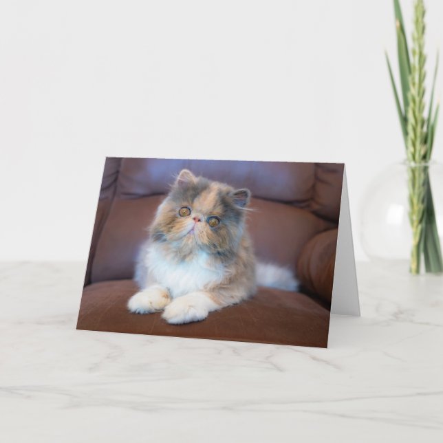 Cartão Cutest Baby Animals | Calico Persian Kitten (Frente)