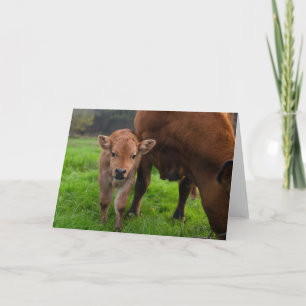 Cartão Cutest Baby Animals   Cow & Calf