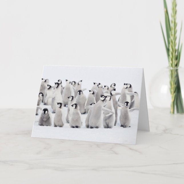 Cartão Cutest Baby Animals | Emperor Penguin Chicks (Frente)