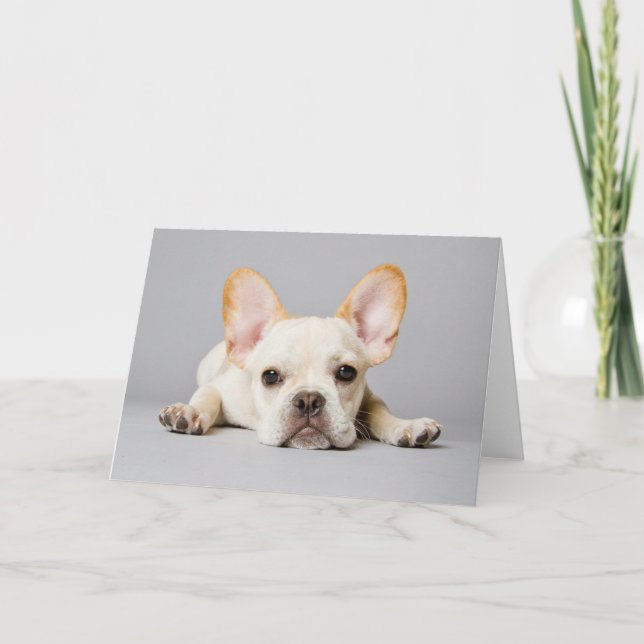 Cartão Cutest Baby Animals | French Bulldog Lying Down (Frente)