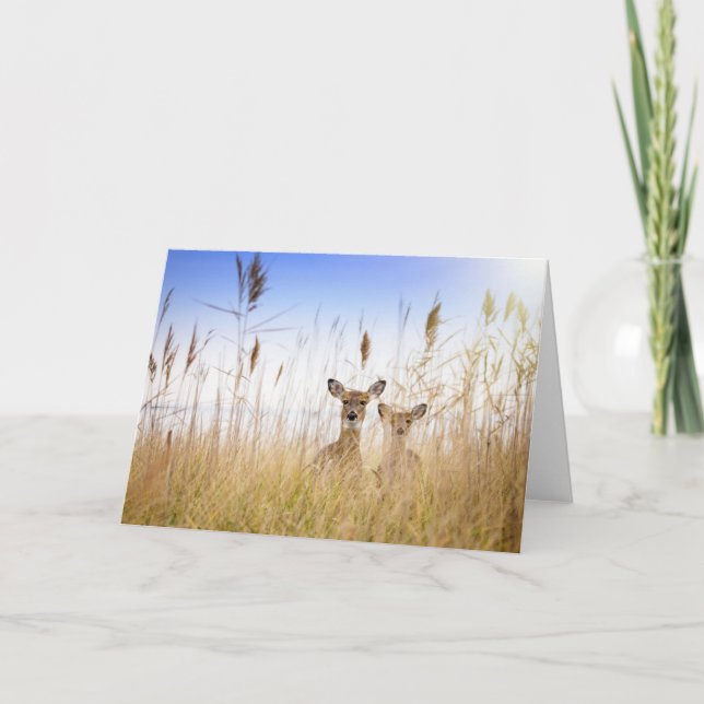 Cartão Cutest Baby Animals | Two Young White Tailed Deer (Frente)