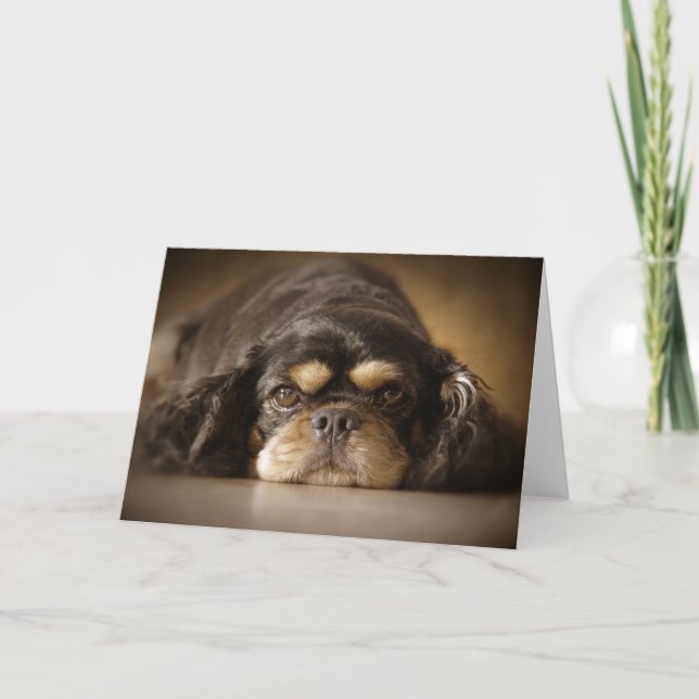 Cartão Cutie Cav! (Frente)