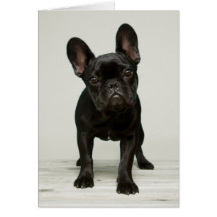 Cartão Cutppy Buldogue Francês Mais Pobre