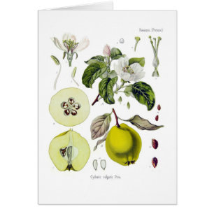 Cartão Cydonia vulgar (marmelo)