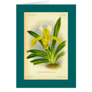 Cartão Cypripedium Insigne - orquídea de deslizador de