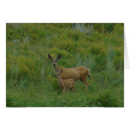 Cartão D5 Mule Deer Doe and Fawn