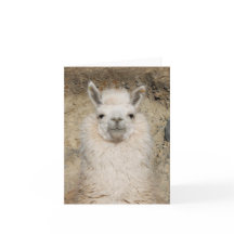 Da alpaca do lama do fim perfil principal acima -