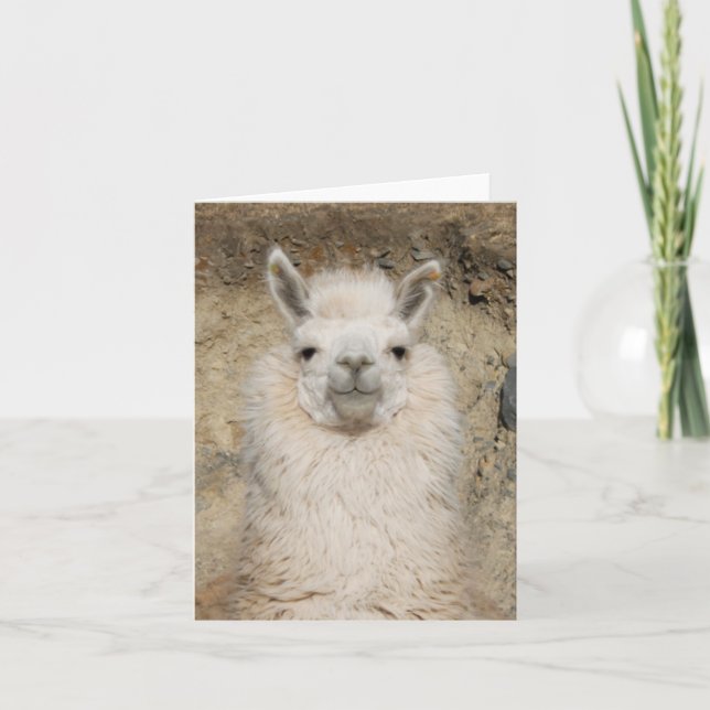 Cartão Da alpaca do lama do fim perfil principal acima - (Frente)
