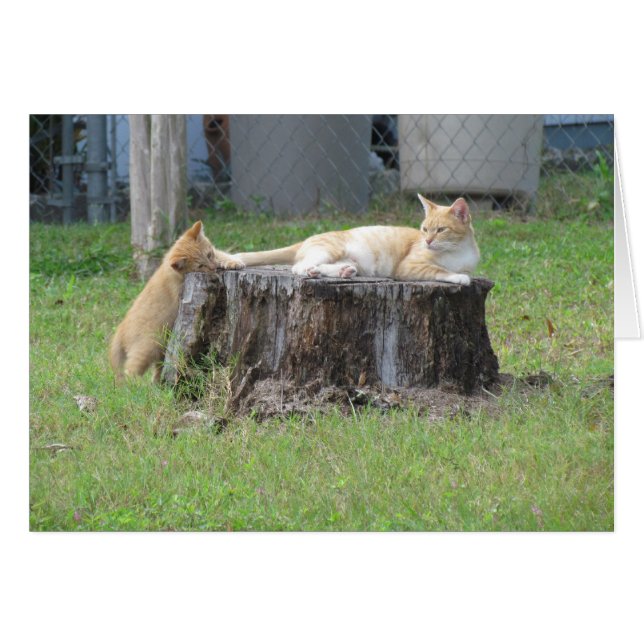 Cartão da apreciação da mamã e do gatinho (Frente Horizontal)