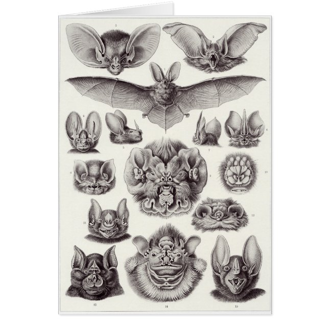 Cartão da arte de Ernst Haeckel: Chiroptera (Frente)