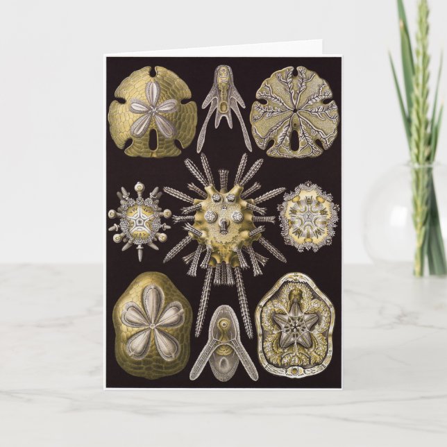 Cartão da arte de Ernst Haeckel: Echinidea (Frente)