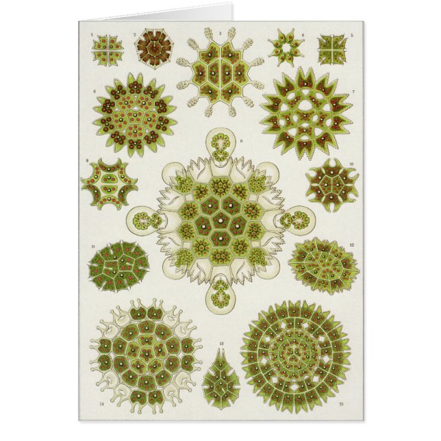 Cartão da arte de Ernst Haeckel: Melethallia (Frente)