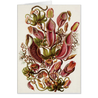 Cartão da arte de Ernst Haeckel: Nepenthaceae
