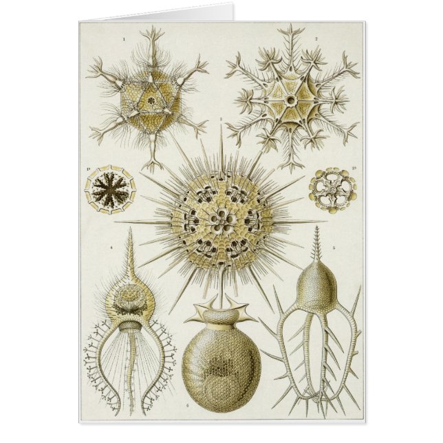 Cartão da arte de Ernst Haeckel: Phaeodaria (Frente)