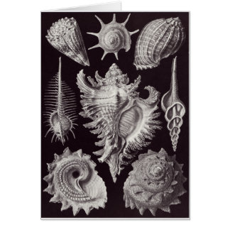 Cartão da arte de Ernst Haeckel: Prosobranchia