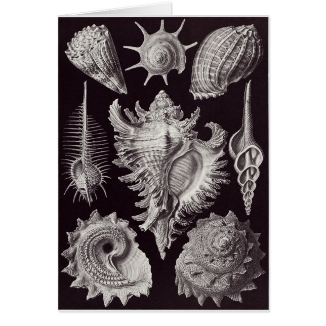 Cartão da arte de Ernst Haeckel: Prosobranchia (Frente)
