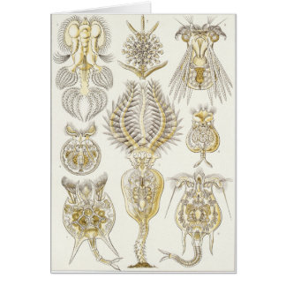 Cartão da arte de Ernst Haeckel: Rotatoria