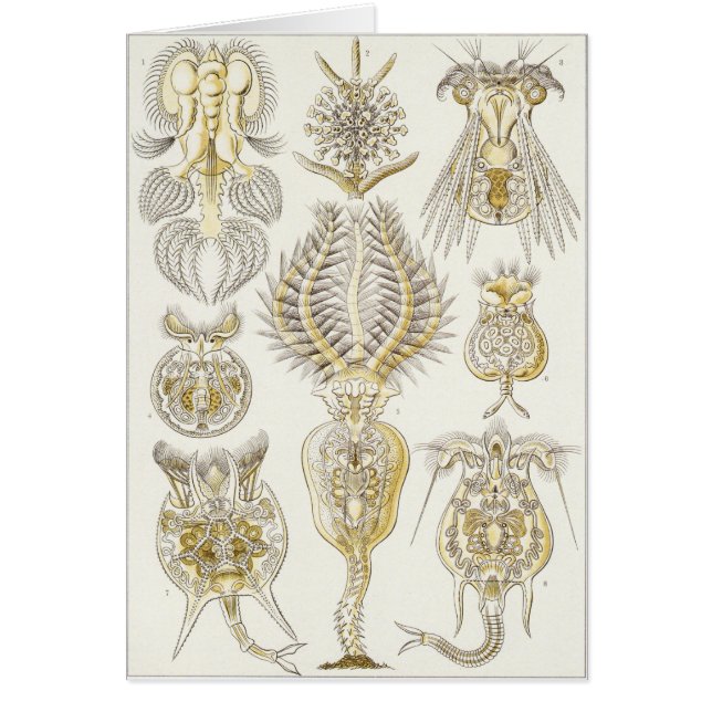 Cartão da arte de Ernst Haeckel: Rotatoria (Frente)