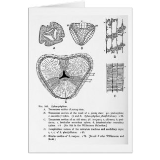 Cartão da arte de Sphenophyllum