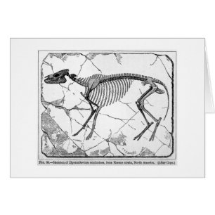 Cartão da arte do venticolum do Hyracotherium