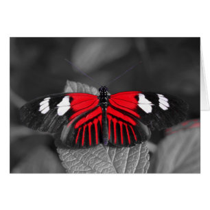 Cartão da borboleta