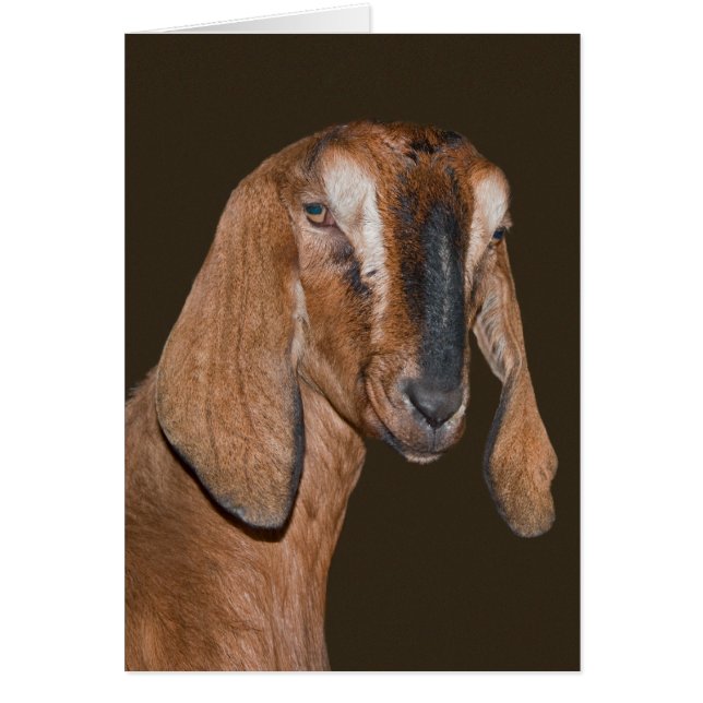 Cartão da cabra de Nubian (Frente)