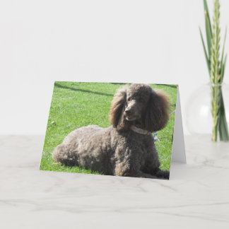 Cartão da caniche padrão