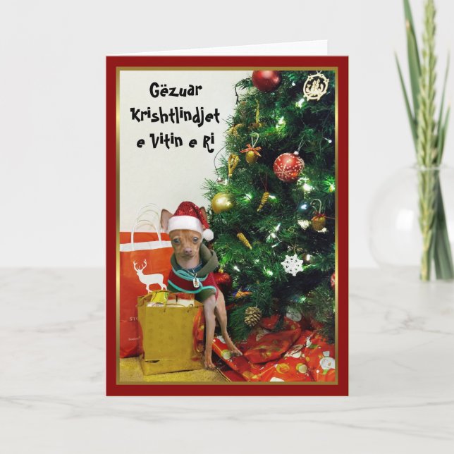 Cartão da chihuahua de Gëzuar Krishtlindjet e (Frente)