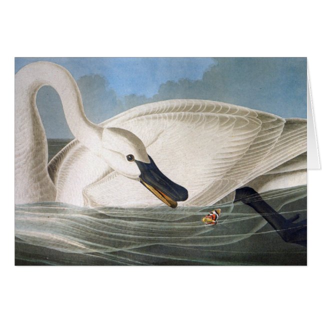 Cartão da cisne de Audubon (Frente Horizontal)