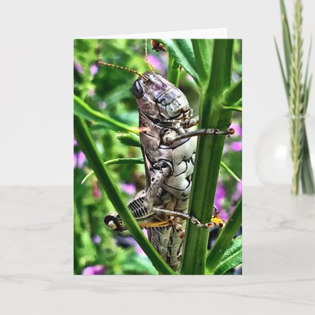 Cartão da coleção dos monstro de Lil (Frente)