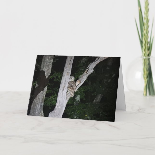 Cartão da coruja barrada, vazio para dentro (Frente)