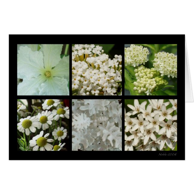 Cartão da flor branca (Frente Horizontal)