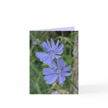 Cartão da Flor de Chicória