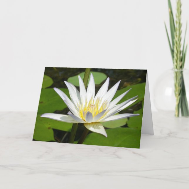 Cartão da flor de Lotus branco (Frente)