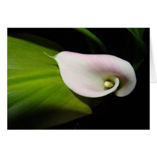 Cartão da flor do lírio de Calla