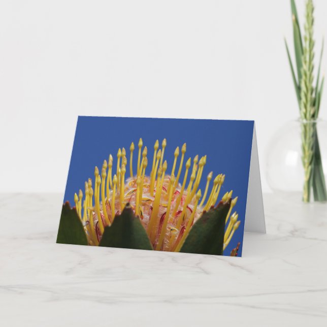 Cartão da flor do Protea (Frente)