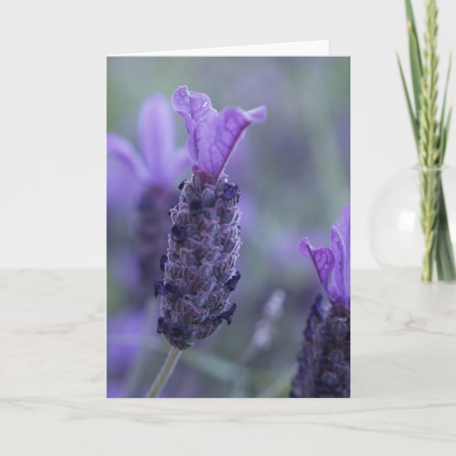 Cartão da foto da flor da lavanda (Frente)