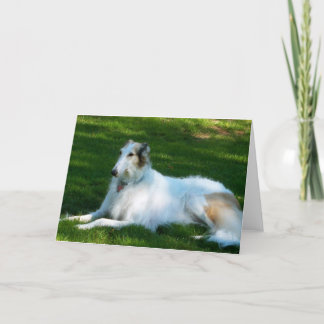 Cartão da foto do cão do "Borzoi"