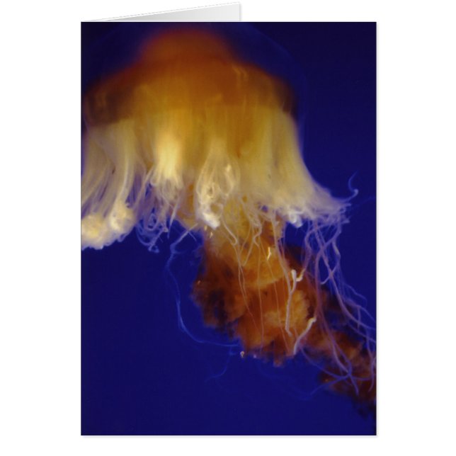 Cartão da geléia (Frente)