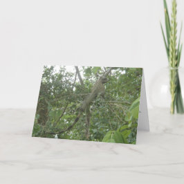 cartão da iguana (que slimming a versão)