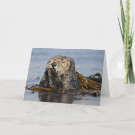 Cartão da lontra de mar de Califórnia - foto dos