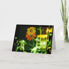 CARTÃO DA MARGARIDA AFRICANA