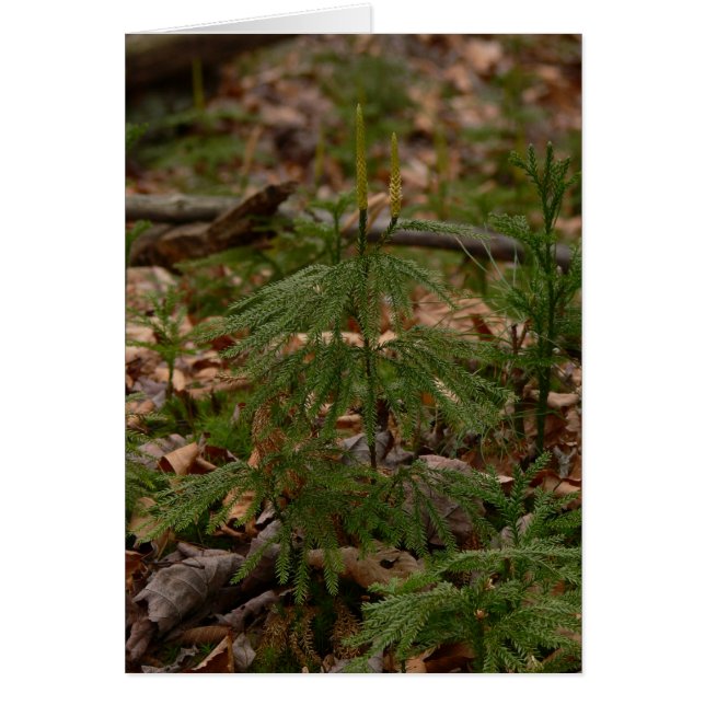Cartão da princesa pinho (Frente)