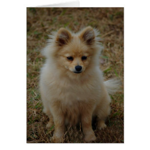 Cartão Da raça bonito do cão do cão de Pomeranian cão