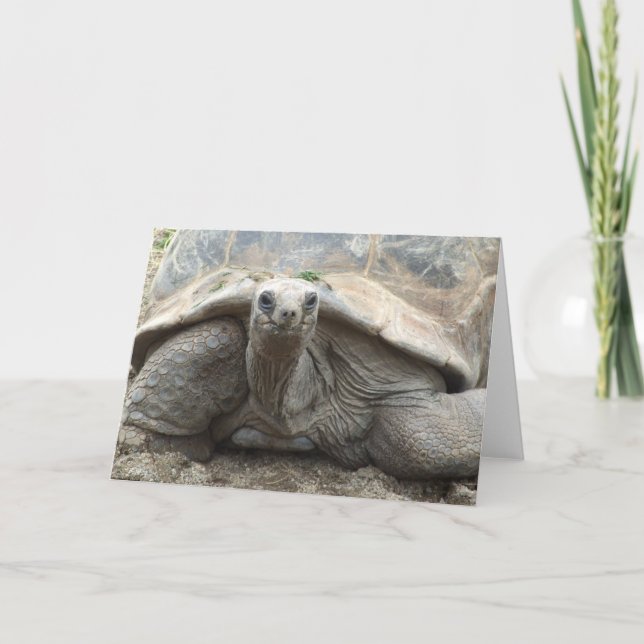 Cartão da tartaruga de Galápagos (Frente)