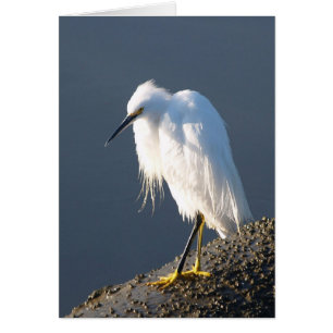 Cartão da terapia dos calçados