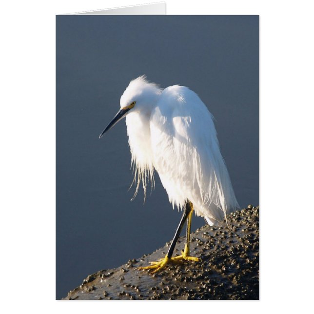 Cartão da terapia dos calçados (Frente)